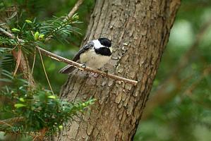 Chicadee, Black-capped, 2025-05087880 Ipswitch River Wildlife Sanctuary, MA